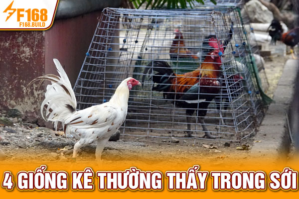 4 giống kê thường thấy trong sới 4 giống kê thường thấy trong sới