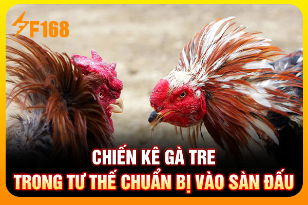 Chiến kê gà tre trong tư thế chuẩn bị vào sàn đấu