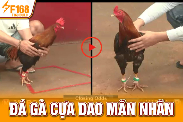 Đá gà cựa dao mãn nhãn