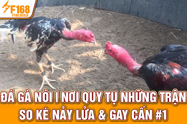 Đá Gà Nòi | Nơi Quy Tụ Những Trận So Kè Nảy Lửa & Gay Cấn #1