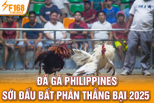 Đá Gà Philippines - Sới Đấu Bất Phân Thắng Bại 2025