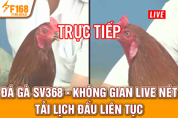 Đá Gà Sv368 - Không Gian Live Nét, Tải Lịch Đấu Liên Tục