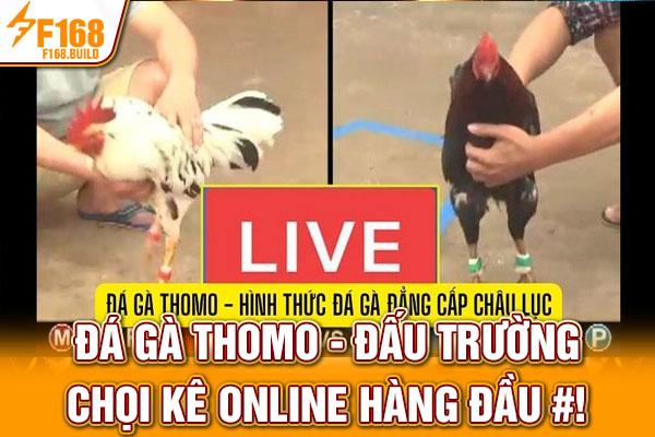 Đá Gà Thomo - Đấu Trường Chọi Kê Online Hàng Đầu #1