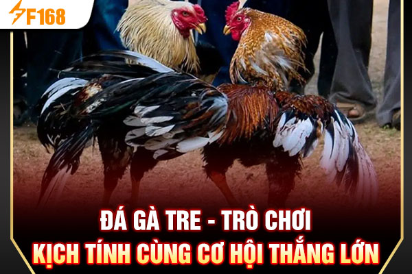 Đá Gà Tre - Trò Chơi Kịch Tính Cùng Cơ Hội Thắng Lớn