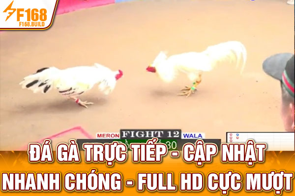 Đá Gà Trực Tiếp | Cập Nhật Nhanh Chóng - Full HD Cực Mượt