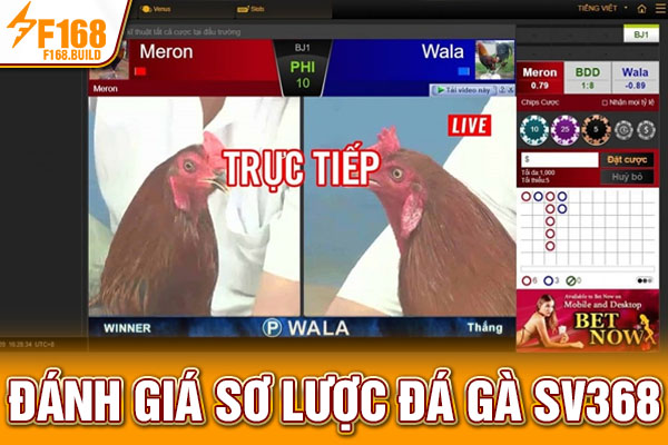 Đánh giá sơ lược đá gà SV368