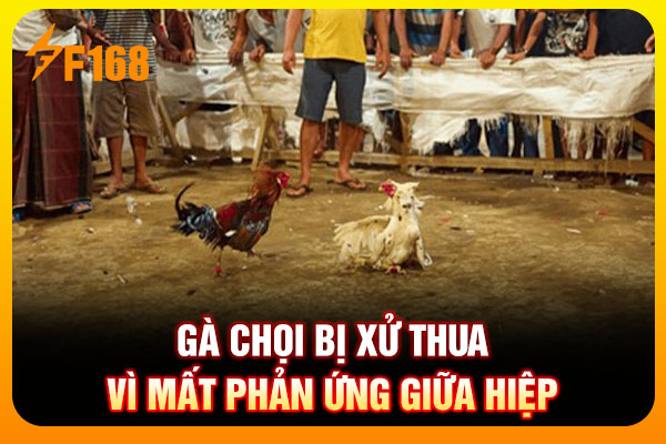 Gà chọi bị xử thua vì mất phản ứng giữa hiệp