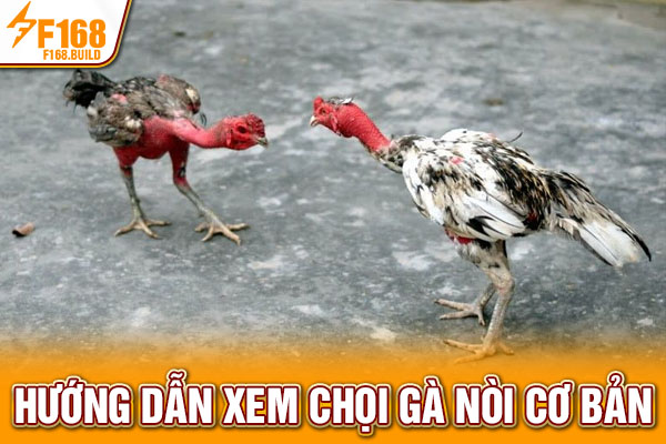 Hướng dẫn xem chọi gà nòi cơ bản Hướng dẫn xem chọi gà nòi cơ bản