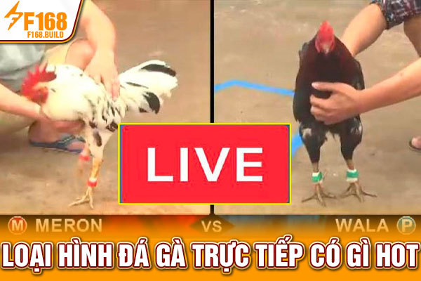 Loại hình đá gà trực tiếp có gì hot Loại hình đá gà trực tiếp có gì hot