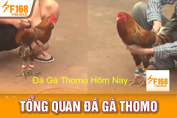Tổng quan đá gà Thomo Tổng quan đá gà Thomo