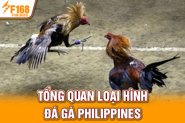 Tổng quan loại hình đá gà Philippines Tổng quan loại hình đá gà Philippines